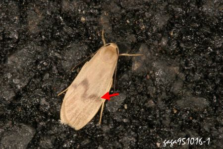 Teuloma tainebula