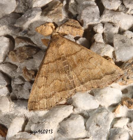 Herminia vermiculata