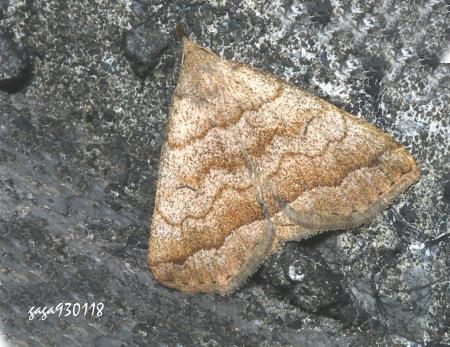 Herminia vermiculata