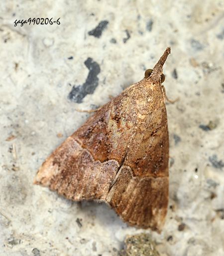 wŽn Hypena strigatus