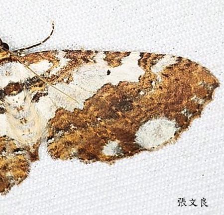 Amoebotricha hiemalis