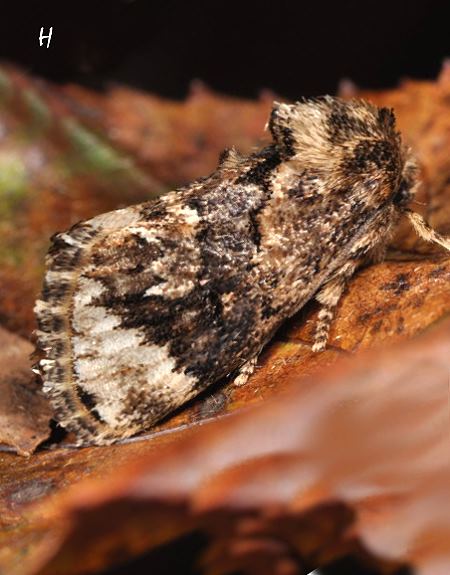 Hampsonella arizana