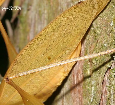  Isopsera  sp.  
