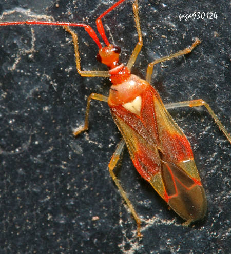 Mansoniella cervivirga 