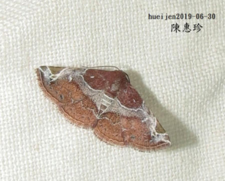 Zurobata manabei
