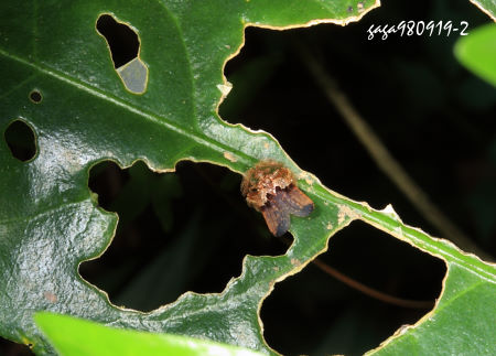 Ptilocerus kanoi 