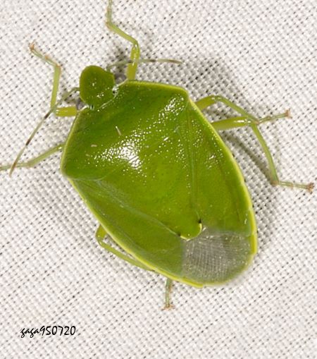 Glaucias subpunctatus 
