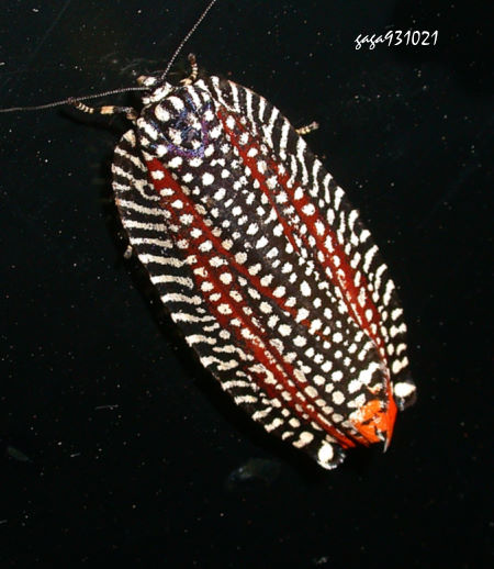 Cerace stipatana formosana
