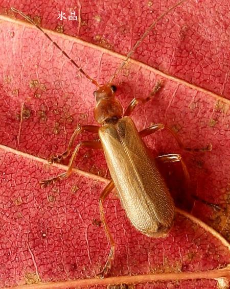Stenothemus owadai
