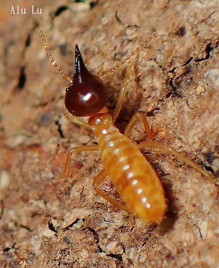 Nasutitermes takasagoensis