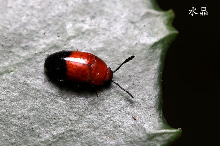 Dactylotritoma formosana