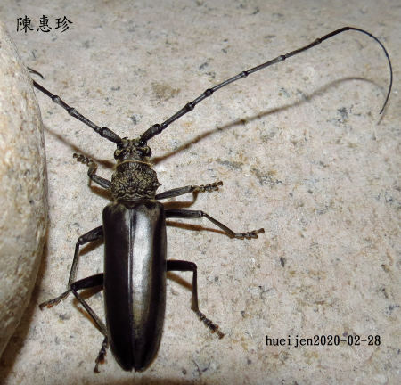 ܽŤѤ