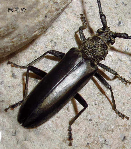 Nadezhdiella cantori