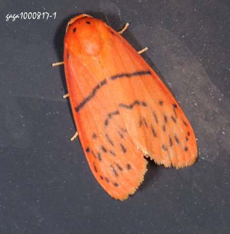 Stigmatophora tridens