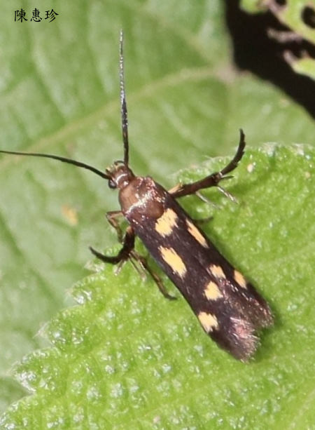  Eretmocera impactella  