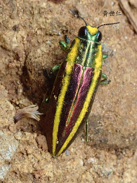 ridotaenia kotoensis 