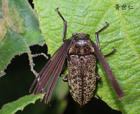 Callirhipis  kojimai