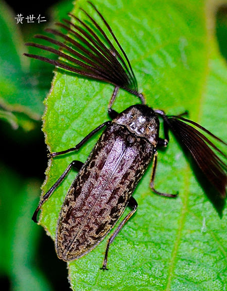 Callirhipis (Callirhipis) kojimai