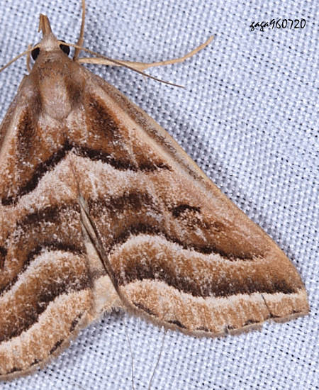 Mesoplectra sp.