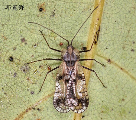  Stephanitis gallarum