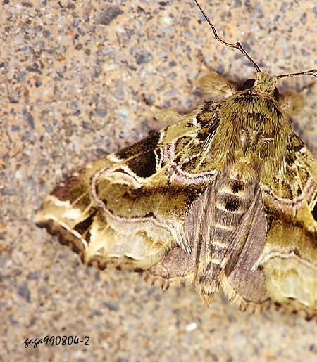 Callopistria phaeogona