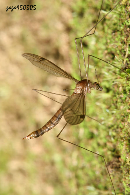 Dolichopeza (Oropeza) sauteri 