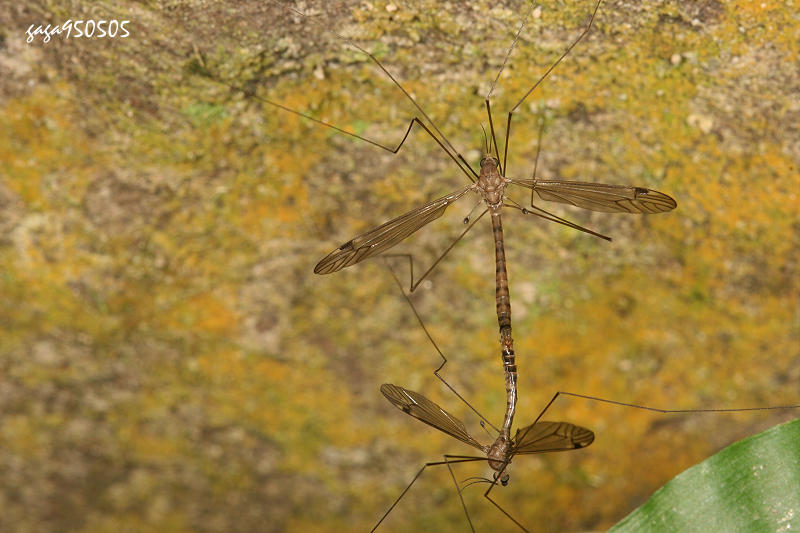 x_jA Dolichopeza sauteri 