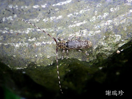 卓社黑斑天牛