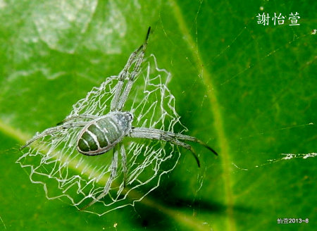 Argiope chloreides