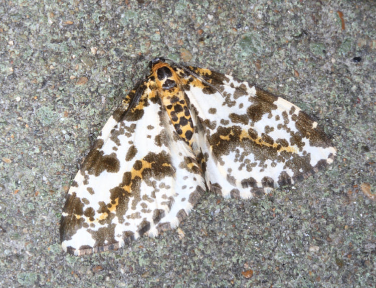 uPظ Abraxas placata