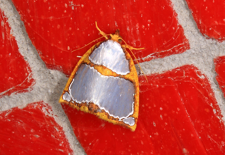 F Titulcia confictella