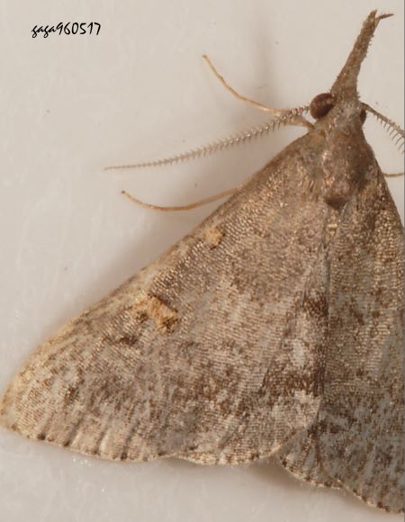  Naarda sp. 