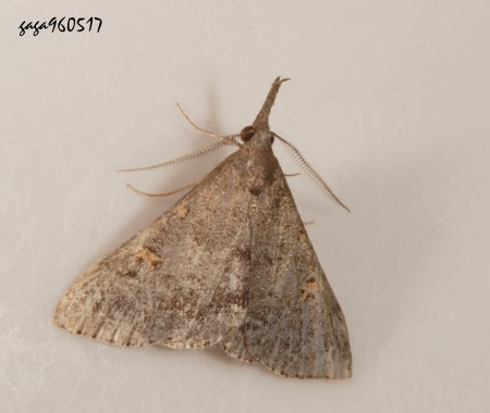  Naarda sp. 