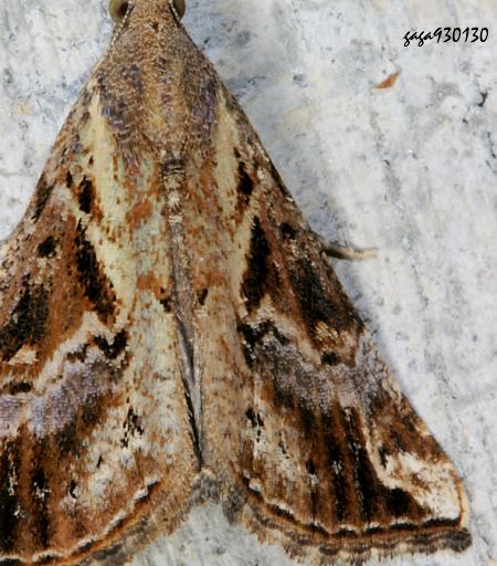 Hypena kanshireiensis