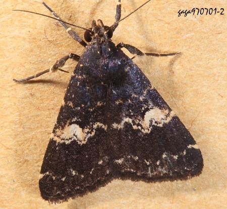 Hydrillodes gravatalis