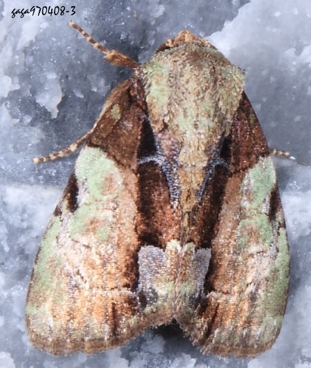 Chytonix costimacula