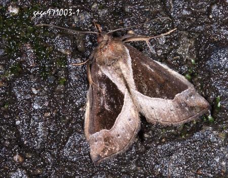 髯鬚裳蛾屬 Hypena sp.
