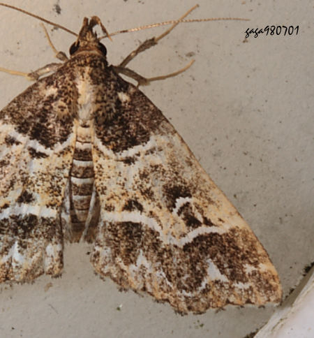 Bertula bidentata 