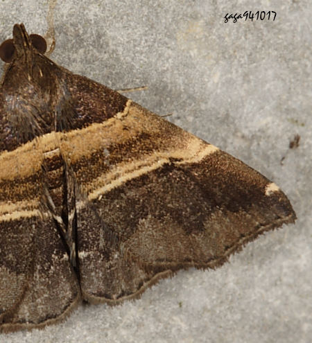 Bertula sp.