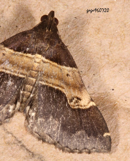  Bertula terminalis 
