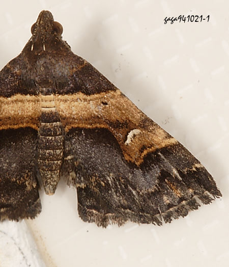  Bertula abjudicalis