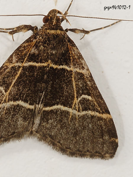Bertula bisectalis