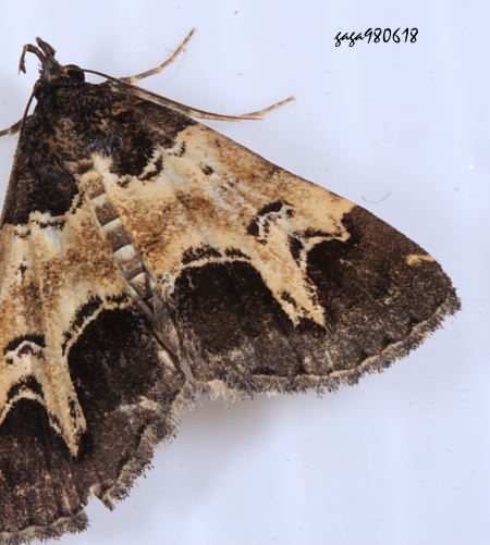  Bertula incisa