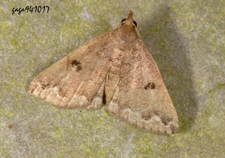 Mesoplectra sp.