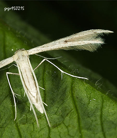 羽蛾 Adaina microdactyla
