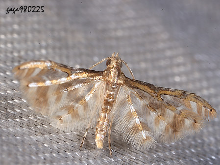  Cenoloba argochalca