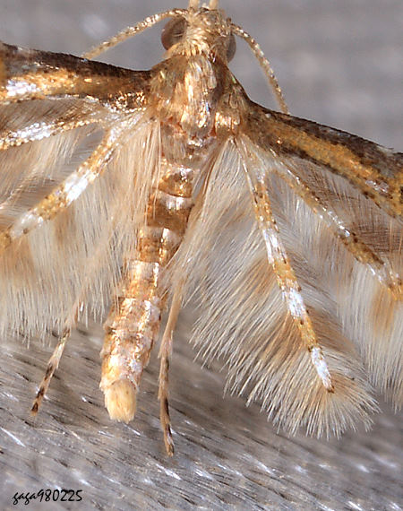 海欖四翼蛾  Cenoloba argochalca