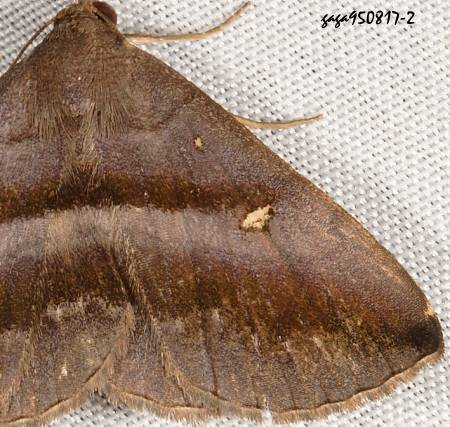 Hadennia nakatanii