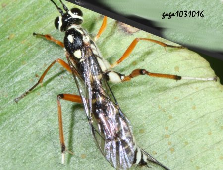 Gotra octocincta 