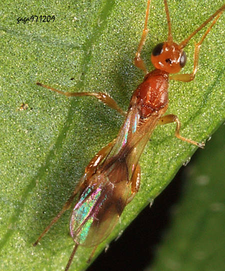 Spathius sp.